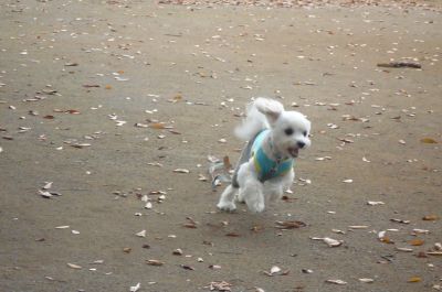 バザーでＧＯＮ１