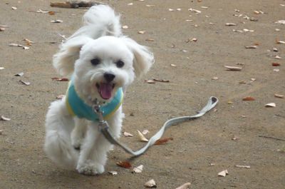 バザーでＧＯＮ3