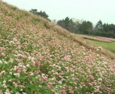 花の丘公園蕎麦の花！