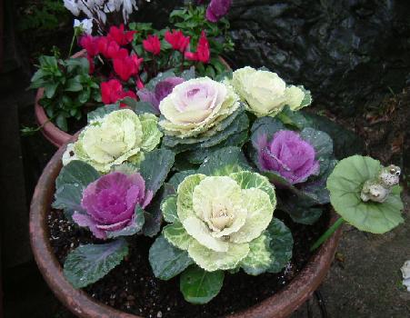 里帰り２００６年１２月　葉牡丹　０６－１２－１８　（０７．０１．０１の日記）