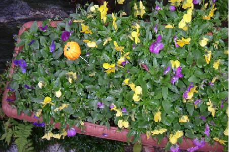 里帰り２００６年１２月　パンジー　０６－１２－１８　（０７．０１．０１の日記）