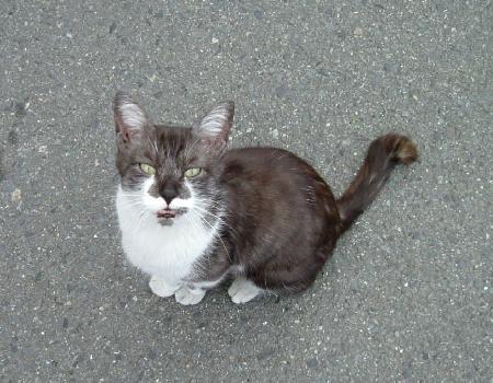 松源のにゃんこ　新顔　０７－０５－３０　（０７.０５．３０の日記）