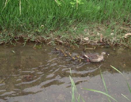 かるがもの親子　０２　０７－０６－１７　（０７．０６．１７の日記）