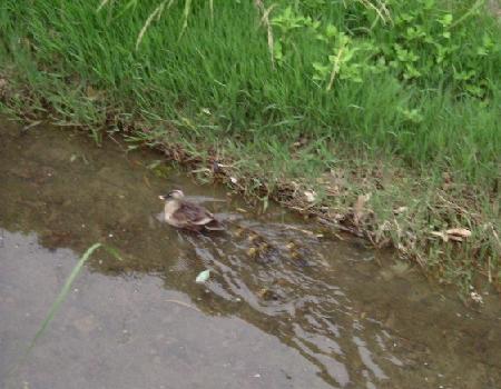 かるがもの親子　０３　０７－０６－１７　（０７．０６．１７の日記）