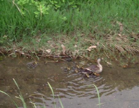 かるがもの親子　０４　０７－０６－１７　（０７．０６．１７の日記）