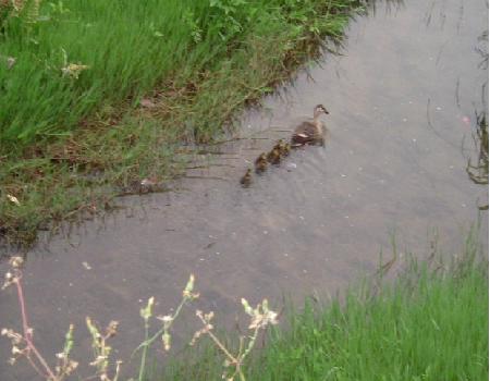 かるがもの親子　０６　０７－０６－１７　（０７．０６．１７の日記）