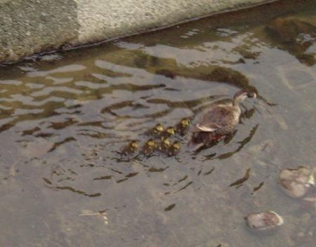 かるがもの親子　０７　０７－０６－１７　（０７．０６．１７の日記）