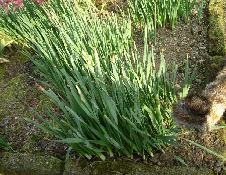 水仙のつぼみととら　０７－０１－１８　（０７．０１．１８の日記）