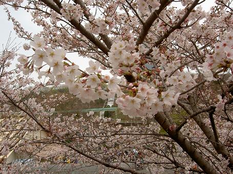 満開の桜♪