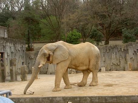 アフリカゾウ