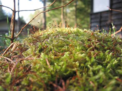 苔.JPG