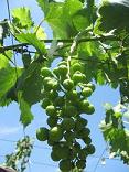 ぶどう３.JPG