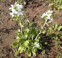 daikon