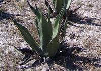 ａｇａｖｅ2