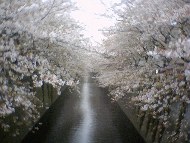 中目黒桜祭り前日２