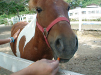 馬