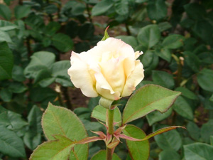 神代植物公園　ばら園　10
