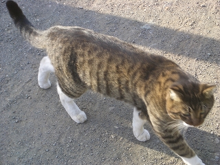 ねこ