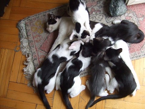 ６匹の子猫に授乳するヨスン