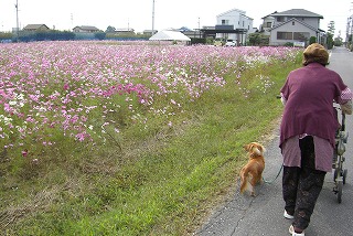 おばあさんとコスモス畑へ.jpg