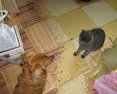 バロンとグレの対面 1.jpg