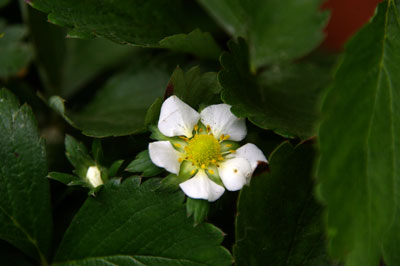 いちごの花