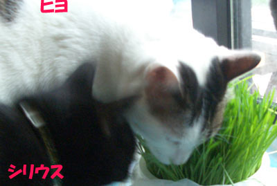 シリウス、ぼくも～