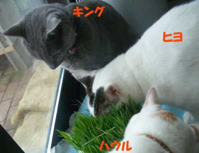 キング　食べたいけどー