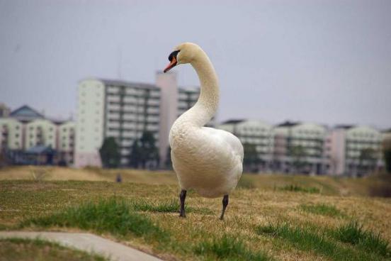 偕楽園のコブハクチョウ