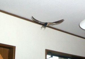 飛んで出るツバメ