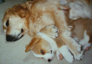 ココアに添い寝