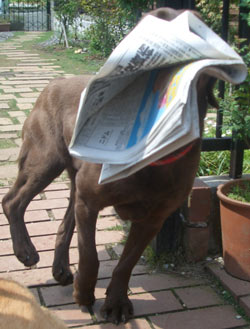 おとーさーん新聞でーす