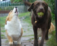 遊ぼ~~ワンワン