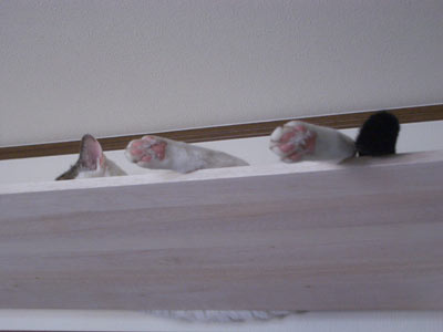 ヒヨが寝ていました