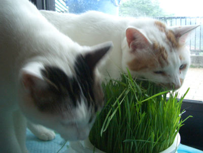 猫草大好き