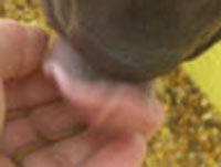 ミルワーム パクリ