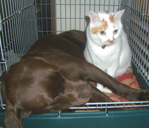 エステルさん大丈夫？