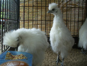 ウコッケイの雛