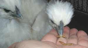 ミルワーム パク!