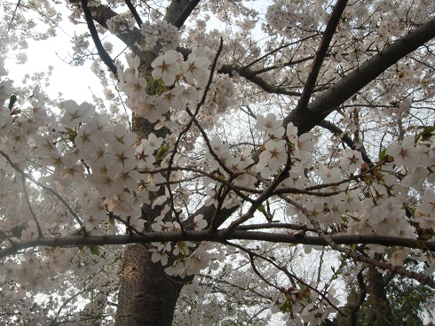 桜5.JPG