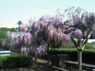 藤棚 in 総合公園