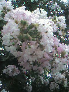 サルスベリ(白)の花