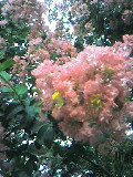 サルスベリ(紅)の花
