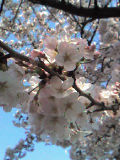 桜アップ