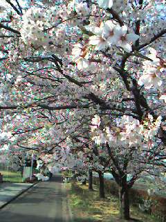 桜の咲く道