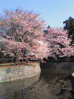 ネーブルパークお堀の桜
