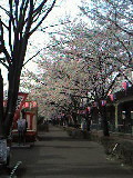 四季の径の桜