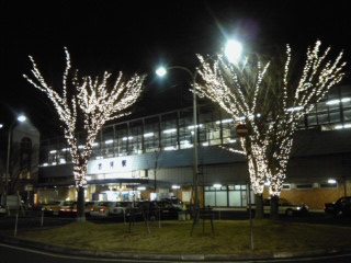 コガルミナターレ 西口のケヤキのイルミ