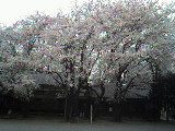 雀神社の桜
