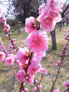 桃の花